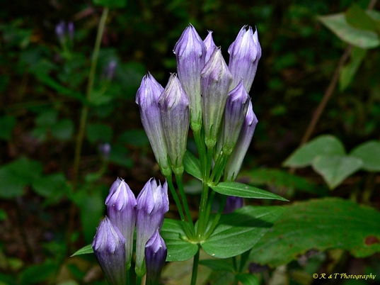 {Gentianella quinquefolia}